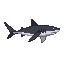 Blacktip Reef Shark