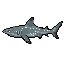 Blacktip Reef Shark