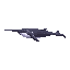 Cuvier's Whale