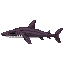 Frilled Shark