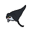 Manta Ray