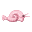 Mariana Snailfish