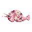 An injured Mariana Snailfish