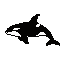 Orca
