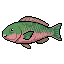 Parrotfish