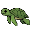 Young Turtle