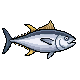 Yellowfin Tuna